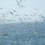 59497_1539984852532_7154856_n